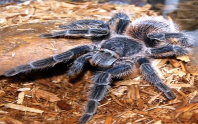 LASIODORA DIFFICILIS TARANTULA